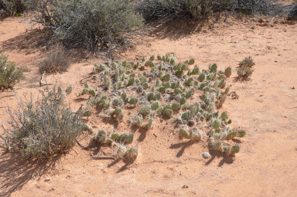 f:id:T_TAPER:20150727164318j:plain