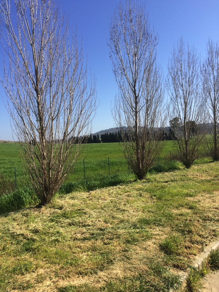 f:id:T_TAPER:20170103083211j:plain