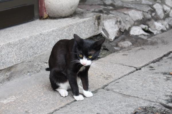 f:id:T_TAPER:20170106030612j:plain