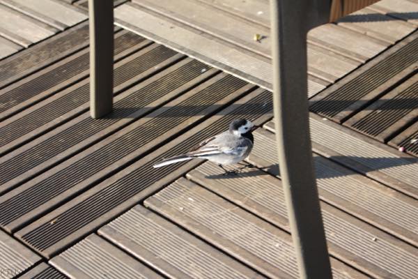 f:id:T_TAPER:20170131074137j:plain